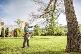 Best Fruit Tree Pruning  in , CA