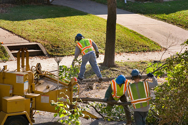 Best Commercial Tree Services  in , CA