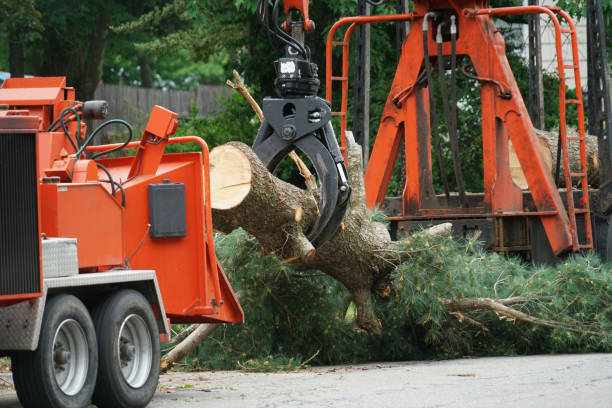  , CA Tree Care Services Pros