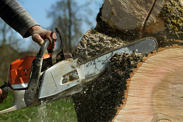 Best Stump Grinding and Removal  in , CA